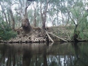 King River Oxley