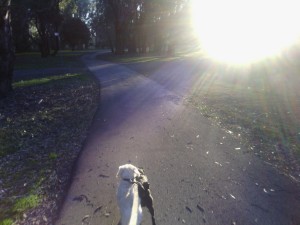 Walk the dogs, Stan Allan Reserve